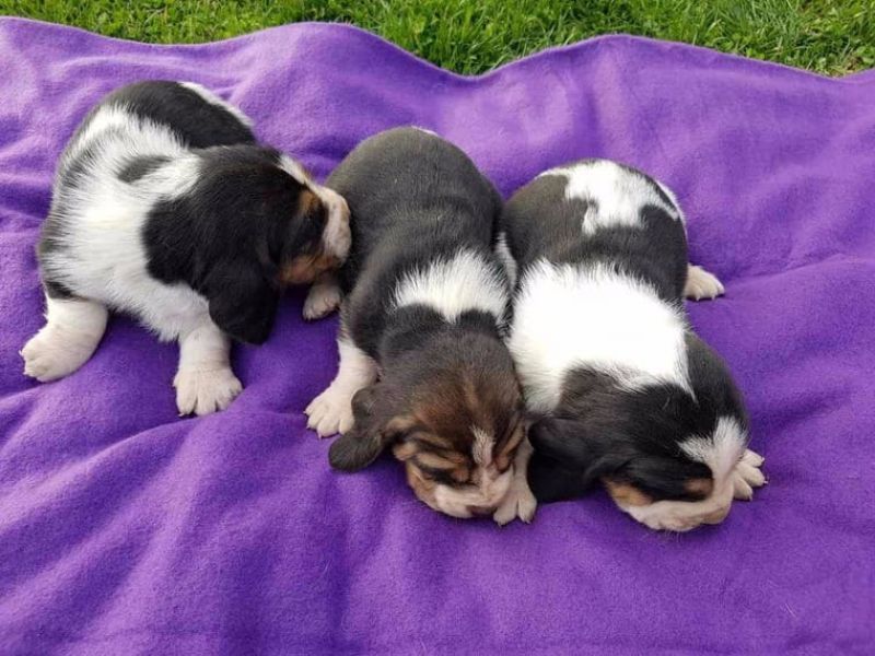 Bello Basset Hound , Maschio e femmina, in regalo