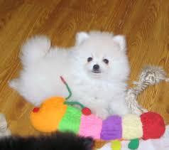  Regalo cuccioli di volpino pomeranian mini toy Disponibili 