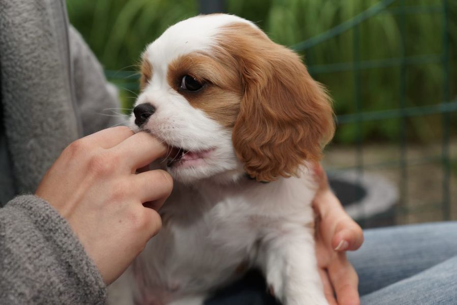  regalo cuccioli di cavalier king charles spaniel  disponibili per l'adozione