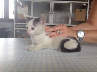 Gattini cercano casa per adozione responsabile