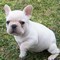 Bellissimo bulldog francese cucciolo  bellissimo bulldog francese cucciolo,.,.,,,
