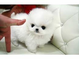 Regalo Cuccioli di Pomeranian Toy