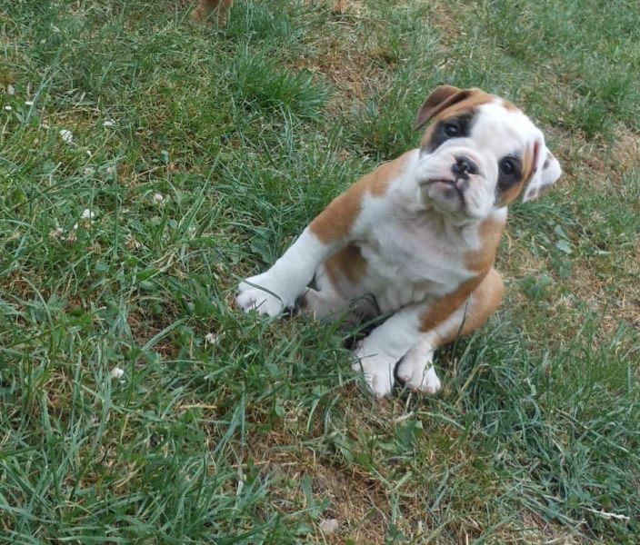  cuccioli di bulldog inglise  ( per regalo )