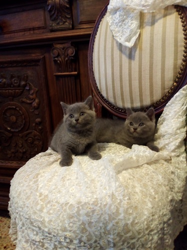 Certosini meravigliosi cuccioli di gatto privato vendo