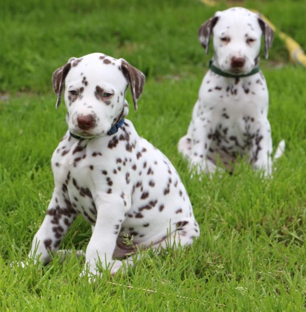 Bella e sani cuccioli di dalmata per adozione 