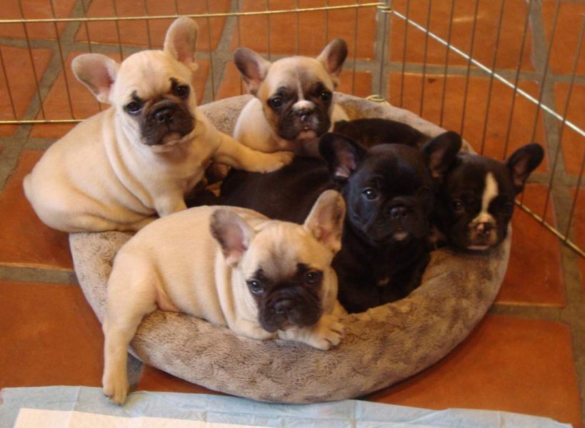  cuccioli di Bulldog Francese per adozione ( maschio e femmina )