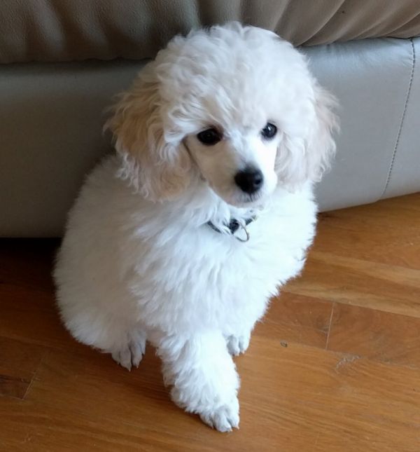 Maschio e femmina cuccioli Barboncino 