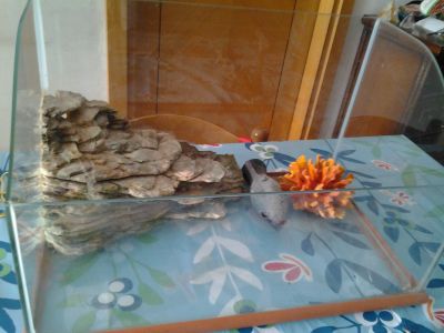 Vendo stupendo terrario