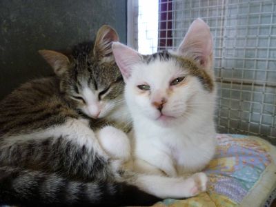 Uggia e Utopia gattine cercano casa (VA)