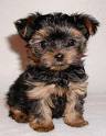 Yorkie adorabile per l'adozione