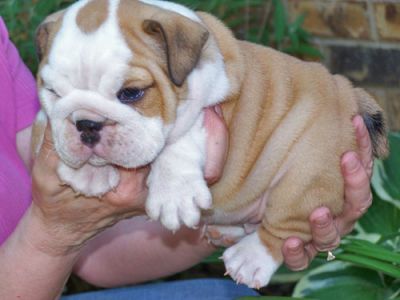 REGALO CUCCIOLI DI BULLDOG INGLESE PER LADOZIONE CON PEDIGREE 