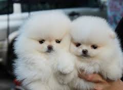 Regalo Volpini cuccioli di pomerania