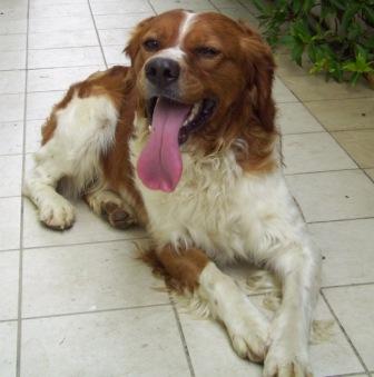 BALTO, GIOVANE MAGNIFICO BRETON DA ADOTTARE!