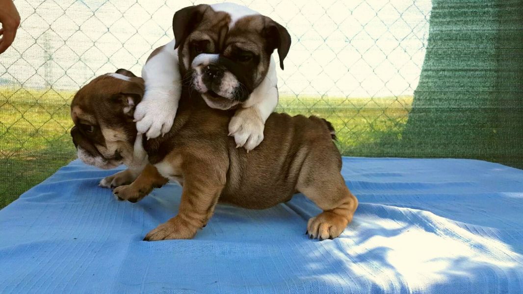  cuccioli di bulldog inglise  per adozione ( maschio e femmina )