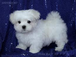 DISPONIBILE PER RISPETTO CON IL REGALO maltese Puppy