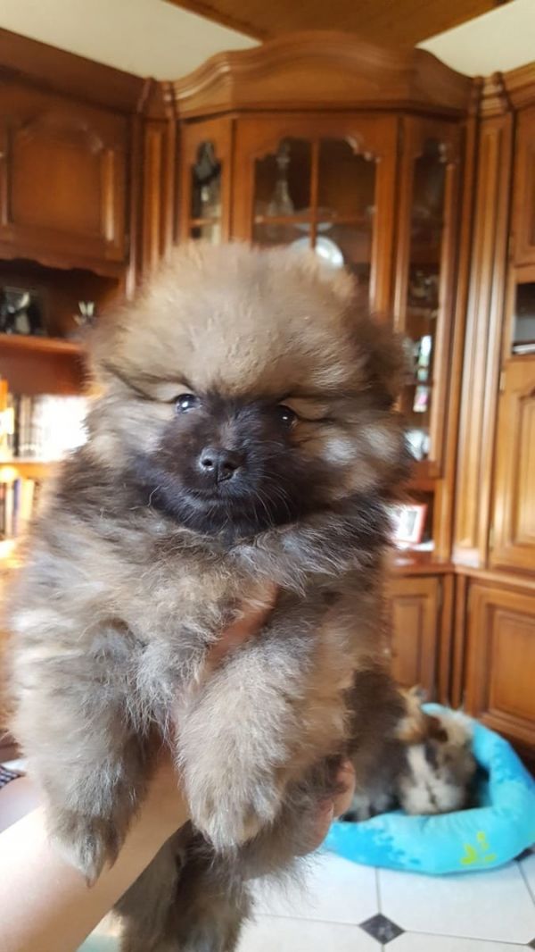  cuccioli di volpino pomeranian  per adozione ( regalo  )