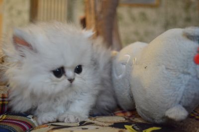 Gatti Persiani Chinchilla