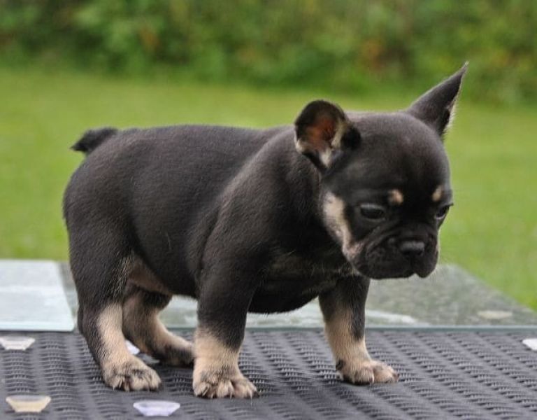  cuccioli di Bulldog Francese  ( Gratis )