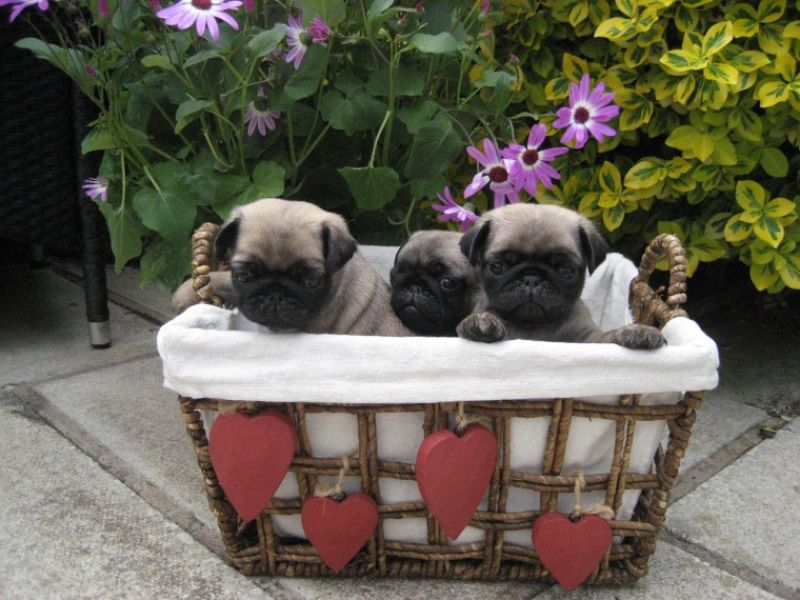 REGALO Cuccioli carlino
