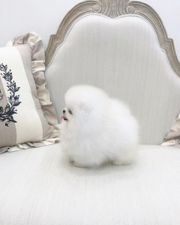 Regalo cuccioli di spitz di pomerania