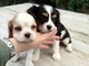 	  disponibili cuccioli di cavalier  disponibili cuccioli di cavalier