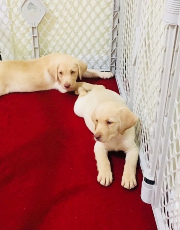 Regalo Labrador Retriever  cuccioliato disponibili