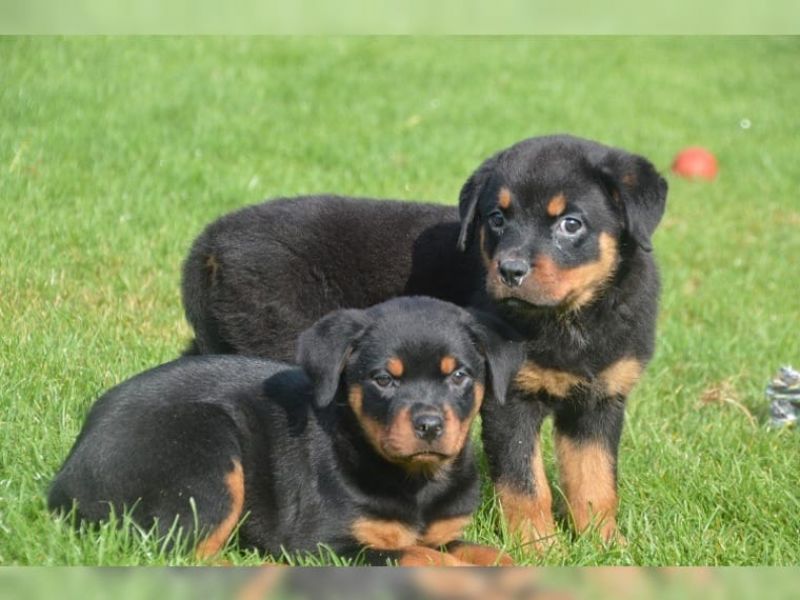  cuccioli di ROTTWEILER   per adozione ( maschio e femmina )