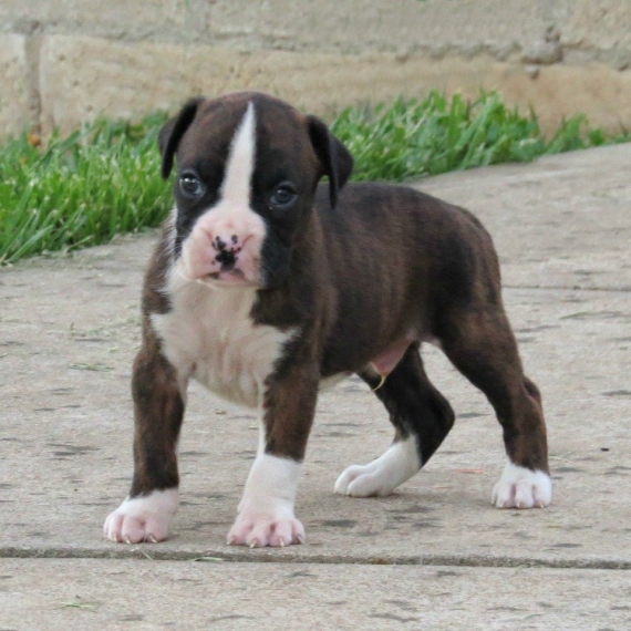 Regalo cuccioli di boxer ....