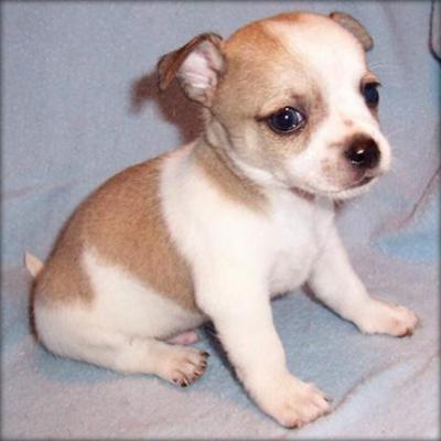 STUPENDI CUCCIOLI DI CHIHUAHUA