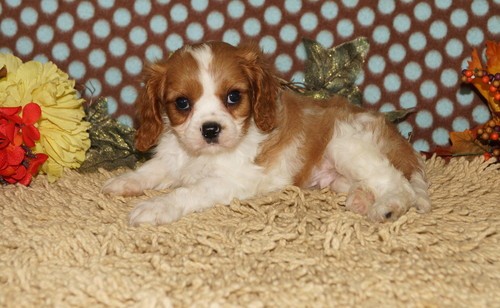 Molto bella e sani  cuccioli di cavalier king  per adozione maschi e femmine disponibili (gratis) 