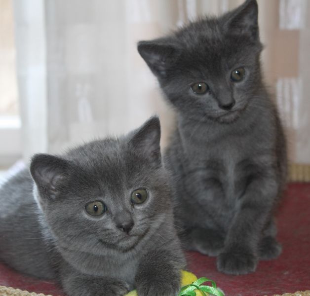Gattini certosini Magnifico