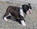 Cuccioli di Boston terrier,
