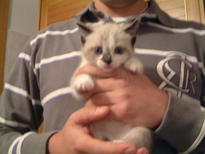 Gattini cuccioli a Casorate Sempione
