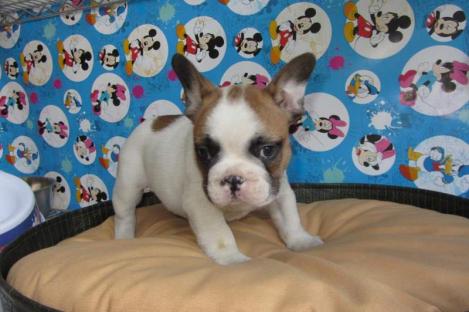   Regalo Bulldog francese cuccioli   adorabile cucciolo bulldog francese. Sto cercando una nuova cas