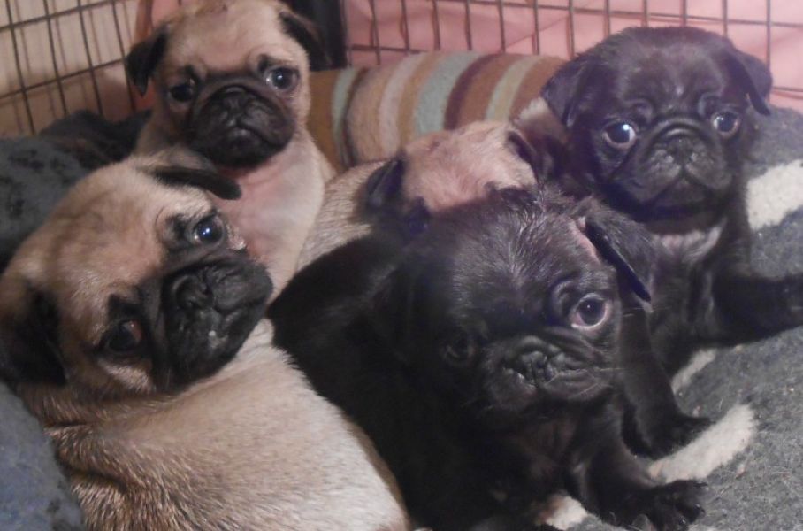 Regalo Cuccioli di Carlino Abbiamo disponibili