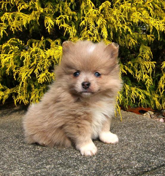 Regalo Cuccioli di volpino di pomerania Pomerania maschi e femmine, vaccinati sverminati e con micro