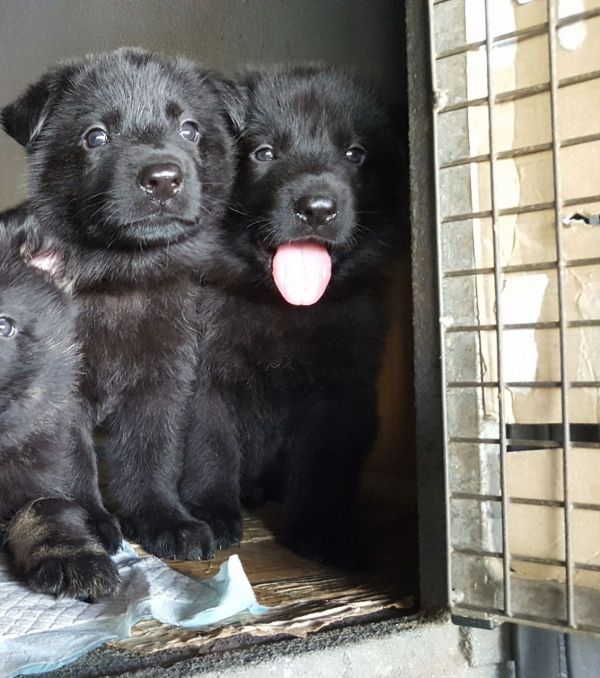  Regalo Pastore tedeco cuccioli, i cuccioli verranno Dato dopo 90 giorni dalla nascita, provvisti di