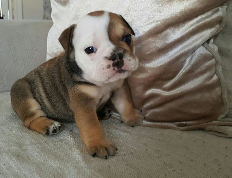 Regalo Bulldog inglese cuccioli disponibili