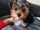 Yorkshire Terrier Toy