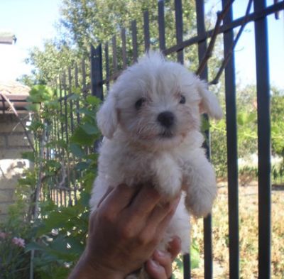 maltese