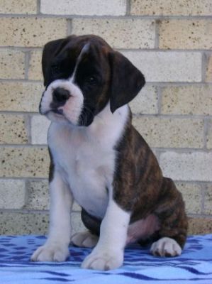 Boxer cuccioli per l'adozione