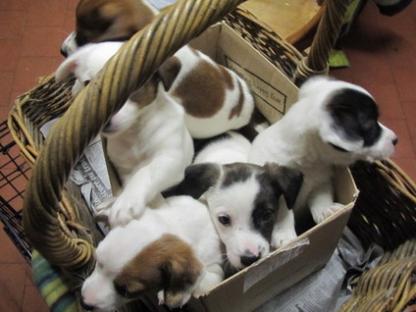 Regalo Jack Russell Terrier