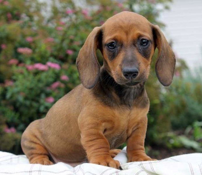 Regalo adorabili cuccioli bassotto femminucce e maschietti disponibili
