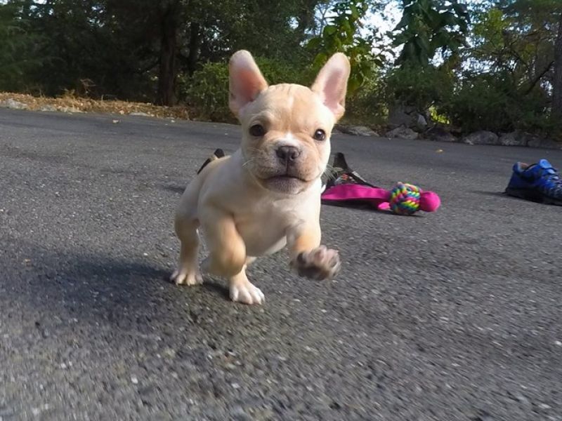 Regalo cuccioli di bulldog francese