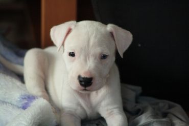 Adorabili cuccioli di Dogo Argentino femminucce e maschietti disponibili per l'adozione gratuita i c