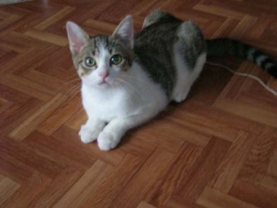 Brando Billo e Briciola Gattini da adottare