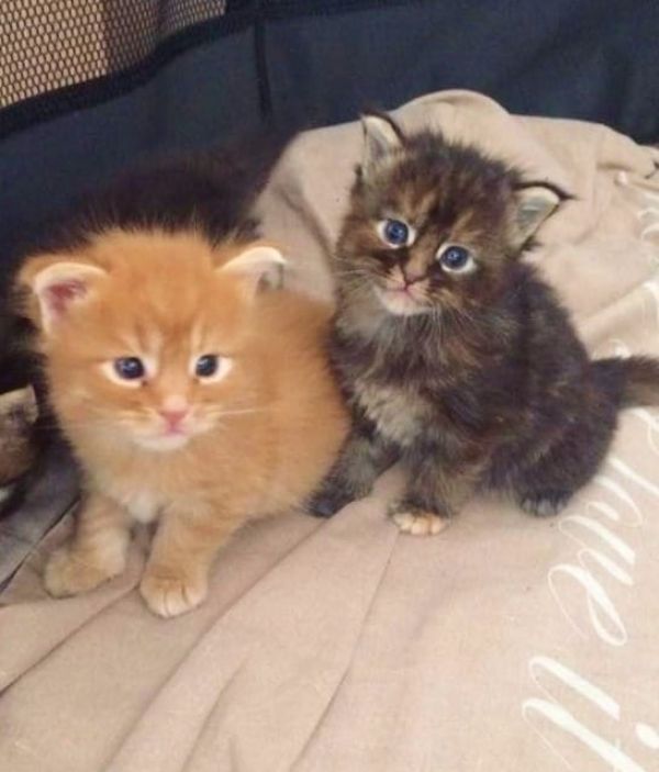 Molto bella e sani gattini main coon  per adozione maschi e femmine disponibili (gratis)