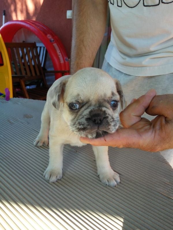 Molto bella e sani cuccioli di bulldog francese per adozione  