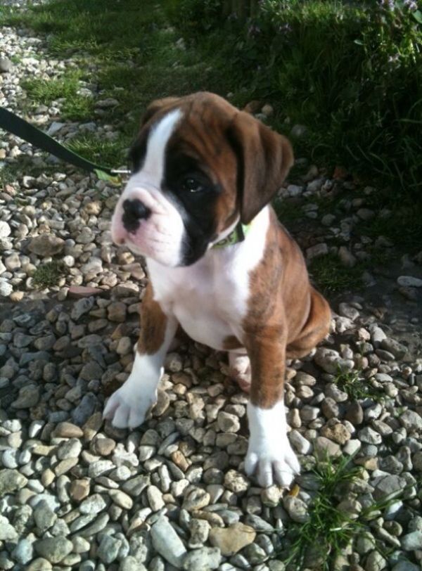  cuccioli di pugilato