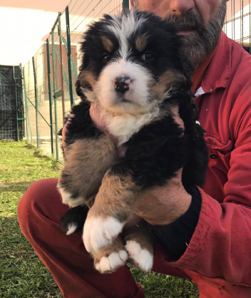 Cuccioli bovaro del bernese in Regalo